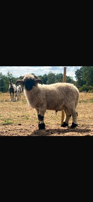 Valais black nose Ram for sale