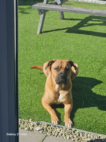 Cross breed Dogue de Bordeaux