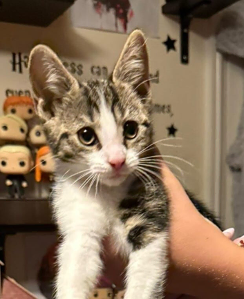 1 beautiful tabby kittens for sale
