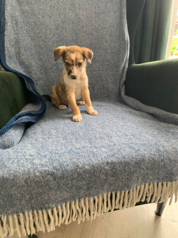 Ready now - Blue Merle Collie X Lurcher puppies