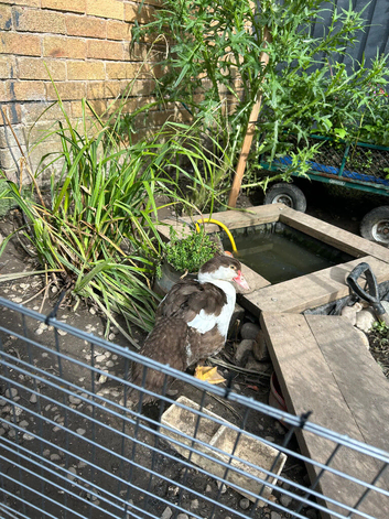 Four month old Muscogee
