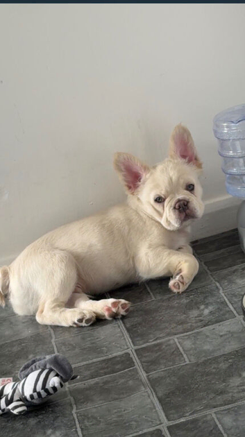 Fench bulldog