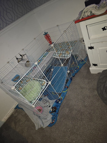 Beautiful netherland dwarf male