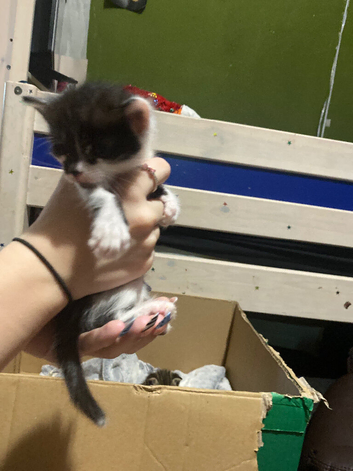 Cute mixed kittens