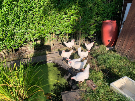 White Leghorns