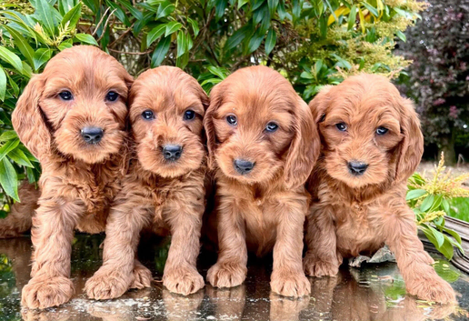 Beautiful cavapoo puppies for sale