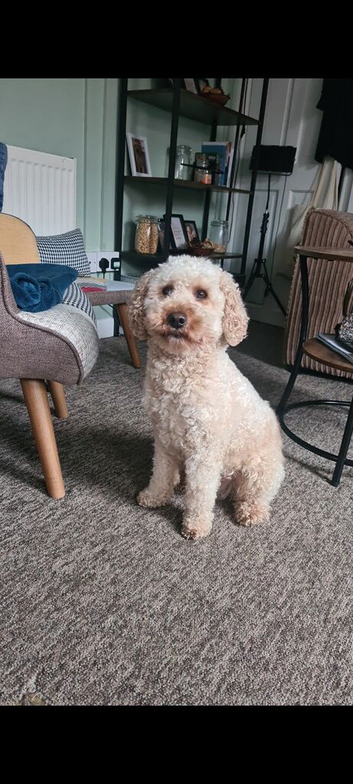 Male 2 Yr old cavapoo for sale