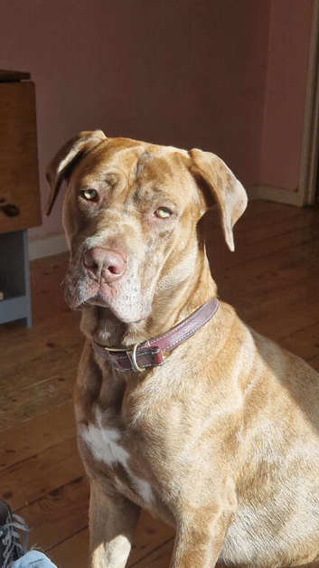 Super cuddly playful 1 year old Cane Corso girl