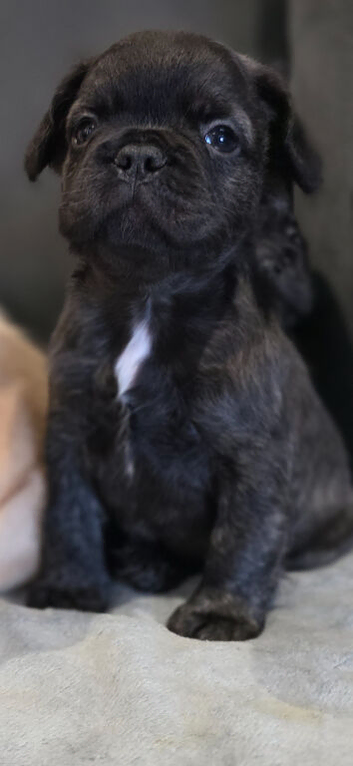 Fluffy frenchie puppy