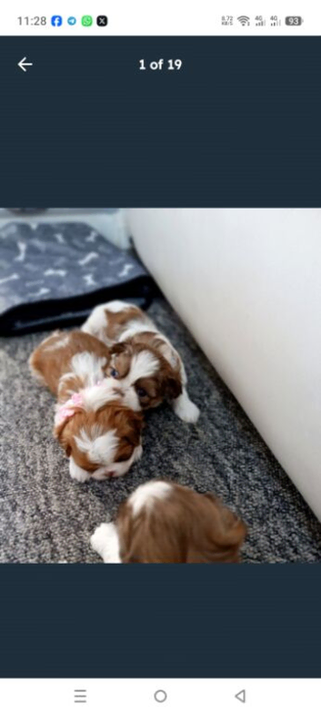 Adorable Shih Tzu Puppies Available!