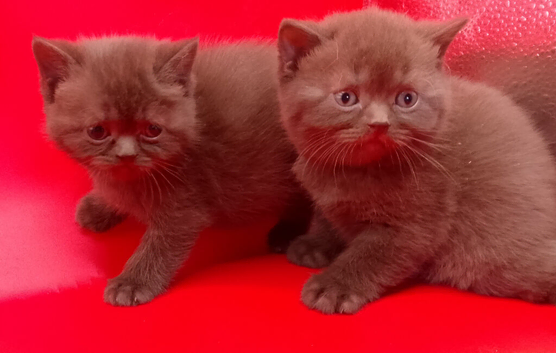 Chocolate/Cinnamon British Shorthair
