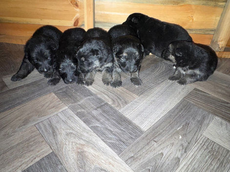 Kc registered German shepherd puppies
