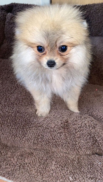 Pomeranian sad sale