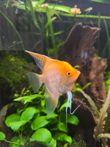 Red head diamond male