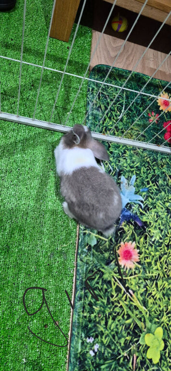 Baby lop eared rabbits