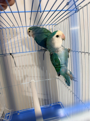Canaries for sale