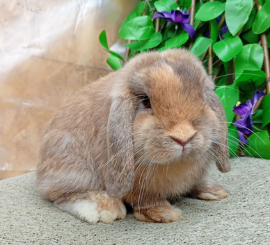 Mini lop