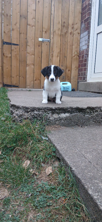 Jack Russell Puppy