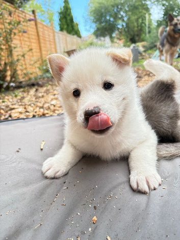 Shepsky Pups