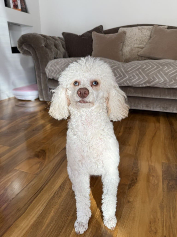 Meet Molly are toy poodle