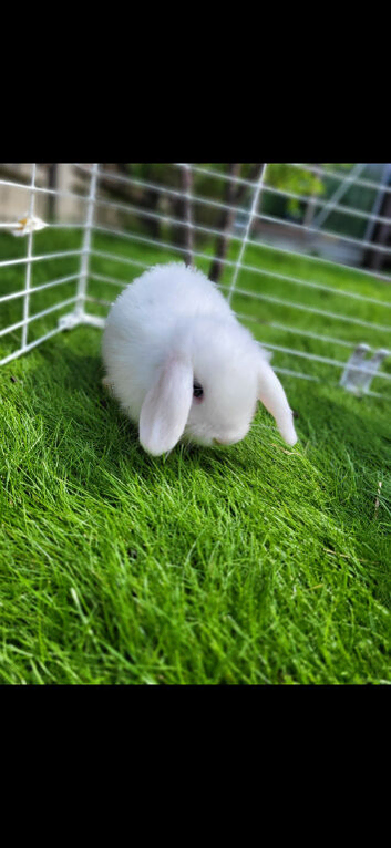 Beautiful Mini lop looking good a home