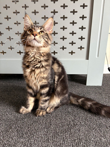 Gorgeous Tabby Boy Ready Now!
