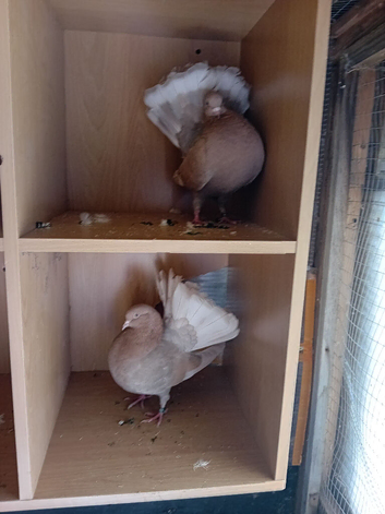 Pair of self yellow Indian fantails