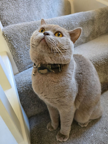 Gccf registered Active STUD Lilac BritishShortHair