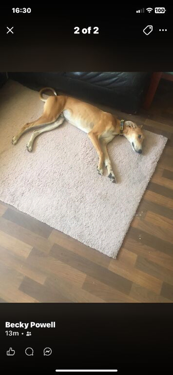 4 month old sulki Lurcher looking for a new sofa pm for details