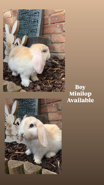 Minilops ready the 20th june