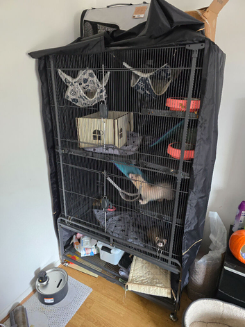two ferrets