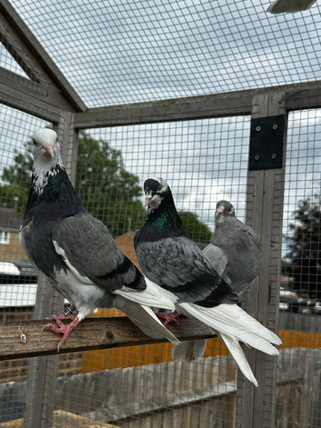 Pigeons for sale