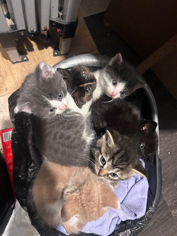 Beautiful Kittens - Ready to goo