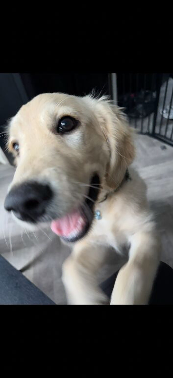 6 month old golden retriever boy