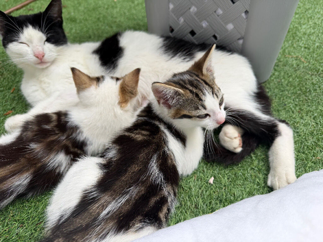 2 kittens ready for new home NOW!
