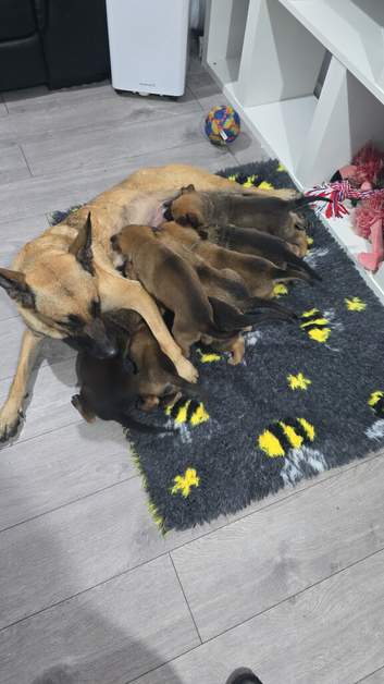 Puppys