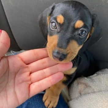 Home Raised Dachshund Pups