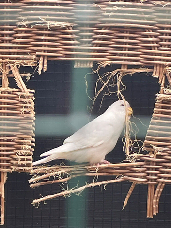 Baby Budgies in York