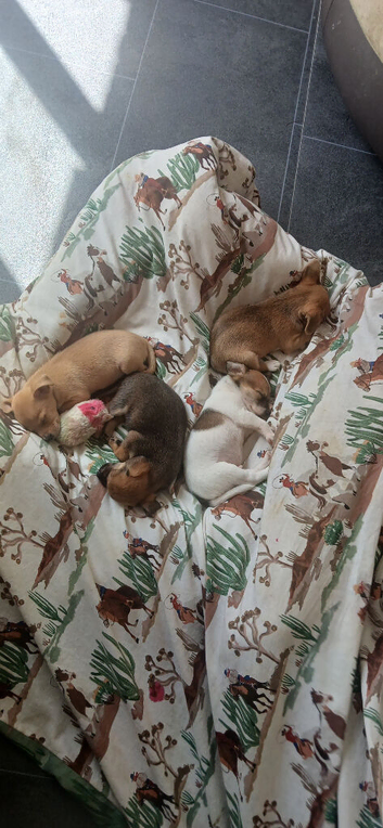 2 boys for sale