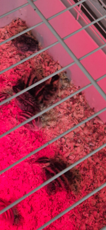 California quails chicks