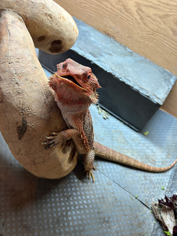 Bearded dragon for sale