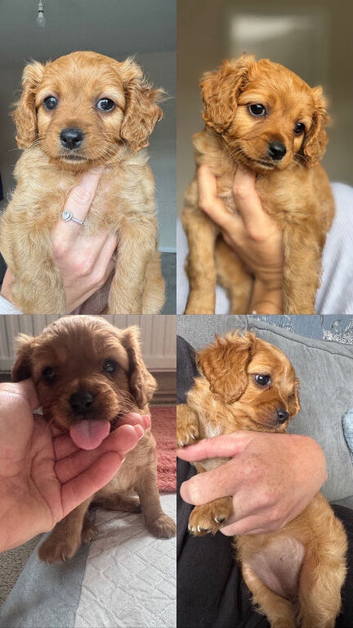 Last Girl Cavapoo