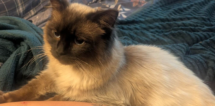 Seal point Ragdoll stud