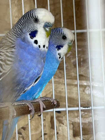 Pair budgies for sale