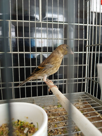 Unsexed Goldfinch mules