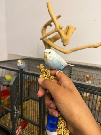 Hand Tame Baby Budgies