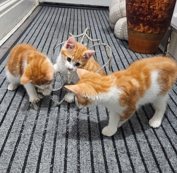 Kittens for sale
