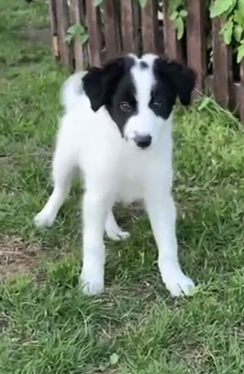 Amazing Collie x Lurcher Puppy