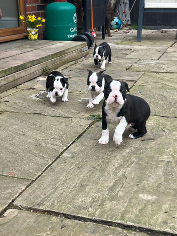 Stunning Boston terrier puppies KC registered