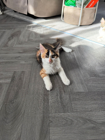 2 main coon cross kittens 3.5 months